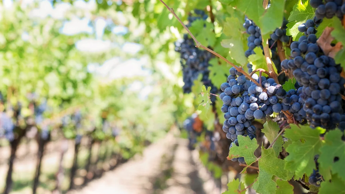 Grapes growing in the McCulloch Wines vineyard