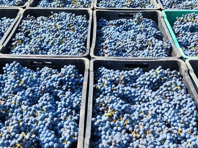 Crates of harvested grapes