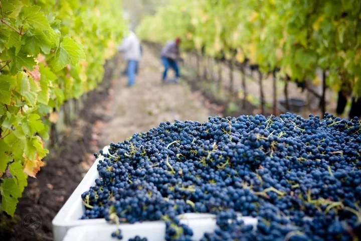 Freshly harvested red grapes