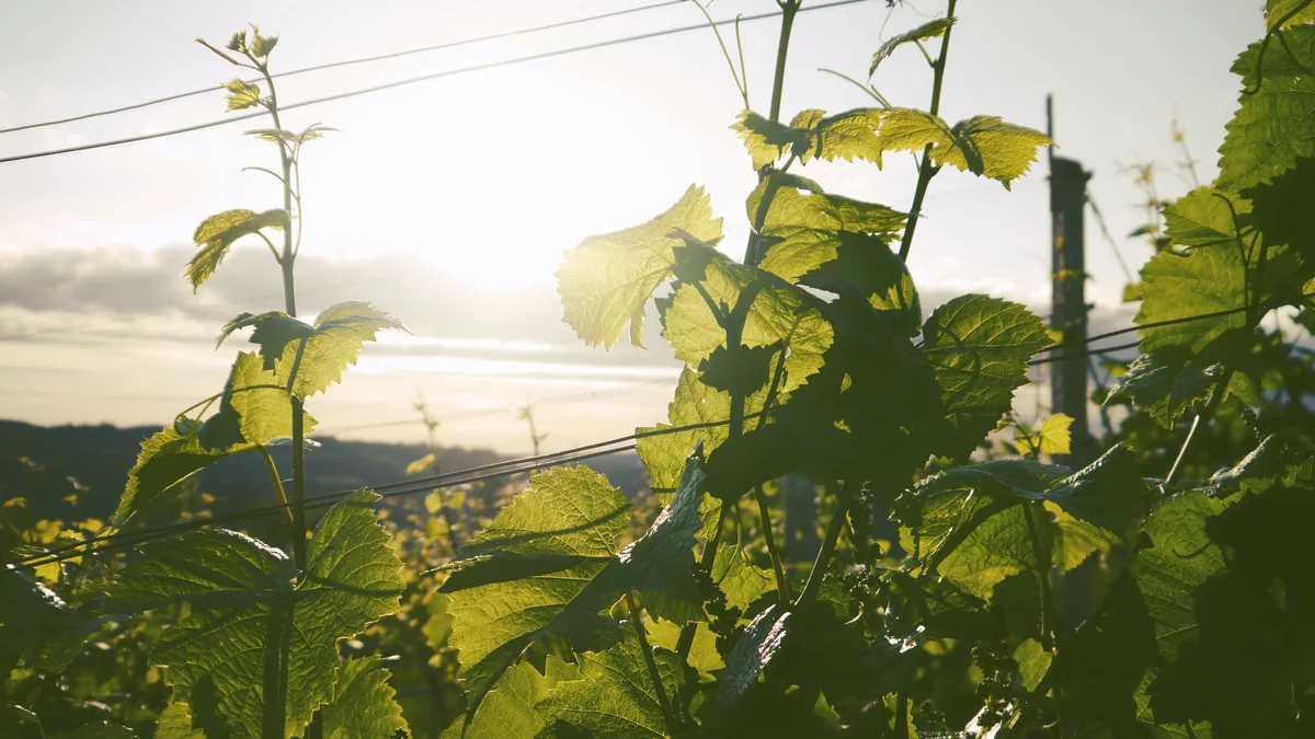 Sunlight through the vineyard in Fruška Gora